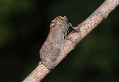 Løvtredreper (Cossus cossus)