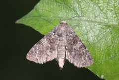 The Grey (Hadena caesia)