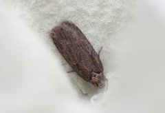 Brown Flat-body (Depressaria badiella)