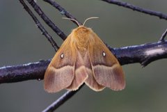 Eikespinner (Lasiocampa quercus)
