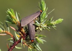 Rødhalslavspinner (Atolmis rubricollis)