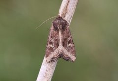 Brunt sumpfly (Helotropha leucostigma)