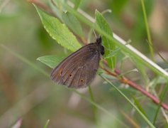Arctic Woodland Ringlet (Erebia medusa)