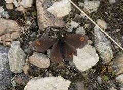Arctic Woodland Ringlet (Erebia medusa)