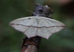 Blood-vein (Timandra comae)