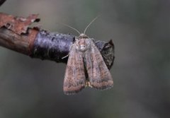 Least Yellow Underwing (Noctua interjecta)