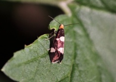 Currant-shoot Borer (Lampronia capitella)