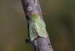 Rødfrynset båtfly (Pseudoips prasinana)