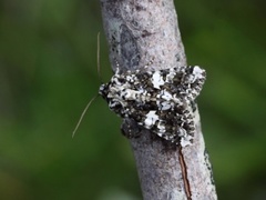 Hvitflekknellikfly (Hadena confusa)