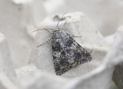 The Grey (Hadena caesia)