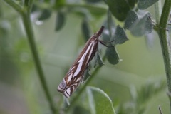 Scarce Grass-veneer (Crambus pratella)