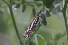 Tannebbmott (Crambus pratella)