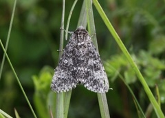 Ospekveldfly (Acronicta megacephala)