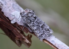 Blågrått kveldfly (Acronicta euphorbiae)