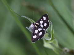 Gullrisengmott (Anania funebris)