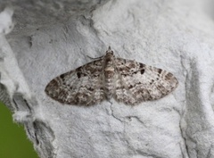 Cloaked Pug (Eupithecia abietaria)