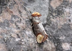 Oksehodespinner (Phalera bucephala)