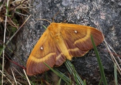 Eikespinner (Lasiocampa quercus)