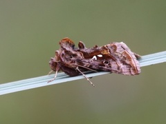 Fiolettbrunt metallfly (Autographa pulchrina)