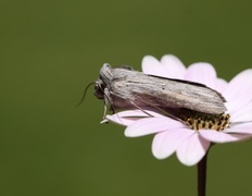 Lyst hettefly (Cucullia umbratica)