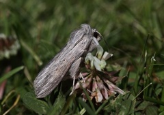 Lyst hettefly (Cucullia umbratica)