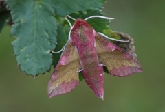 Small Elephant Hawk-moth (Deilephila porcellus)