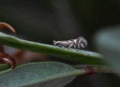 Phyllonorycter quinqueguttella