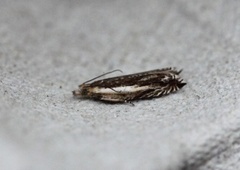 Stripesigdvikler (Ancylis apicella)