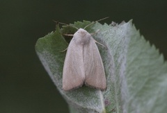 Glansrørfly (Arenostola phragmitidis)