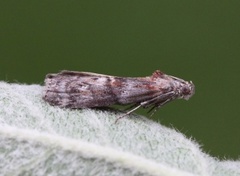 Dotted Oak Knot-horn (Phycita roborella)