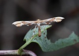 Rosefjærmøll (Cnaemidophorus rhododactyla)