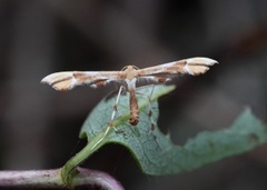 Rosefjærmøll (Cnaemidophorus rhododactyla)