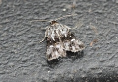 Torskemunnfly (Calophasia lunula)