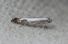 Slyngminérmøll (Lyonetia clerkella)