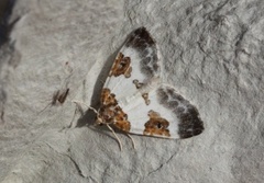 Blue-bordered Carpet (Plemyria rubiginata)