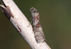 Streket eikesmalmott (Phycita roborella)