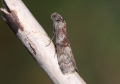 Dotted Oak Knot-horn (Phycita roborella)