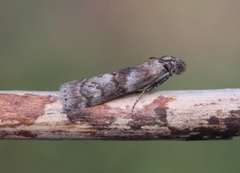 Dotted Oak Knot-horn (Phycita roborella)