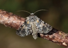 The Grey (Hadena caesia)
