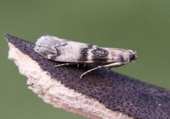 Askesmalmott (Euzophera pinguis)