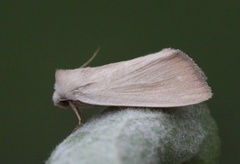 Glansrørfly (Arenostola phragmitidis)