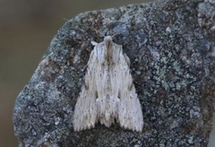 Hvitt strandengfly (Apamea lithoxylaea)