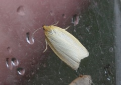 Sørlig gulbladvikler (Zelotherses paleana)