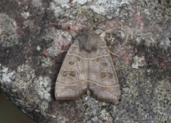 Osperingfly (Ipimorpha subtusa)