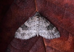Small Seraphim (Pterapherapteryx sexalata)