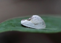 Slåpetornsigdvinge (Cilix glaucata)