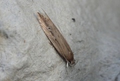 Bulrush Cosmet (Limnaecia phragmitella)