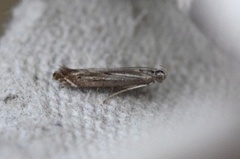 Isophrictis striatella