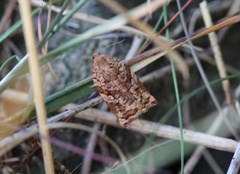 Pine Tortrix (Archips oporana)