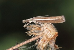 Pale-streak Grass-veneer (Agriphila selasella)